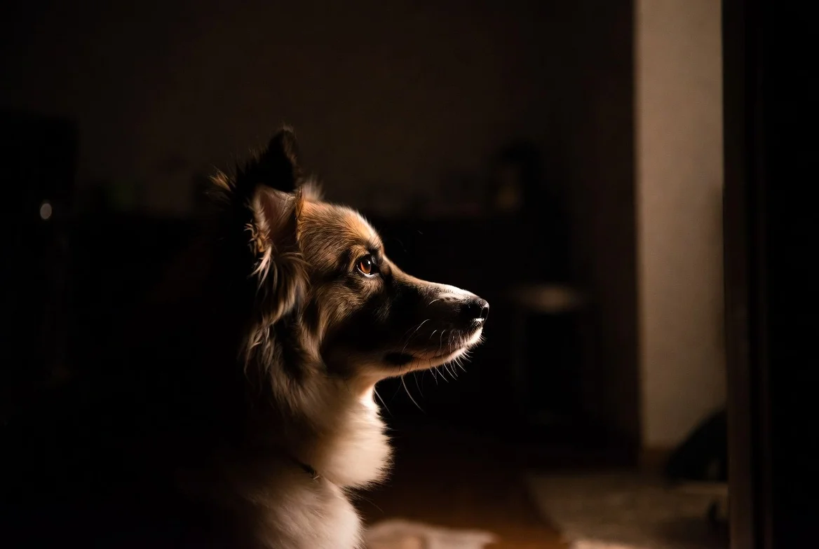 Dogs Barking at Night Spiritual Meaning & Symbolism