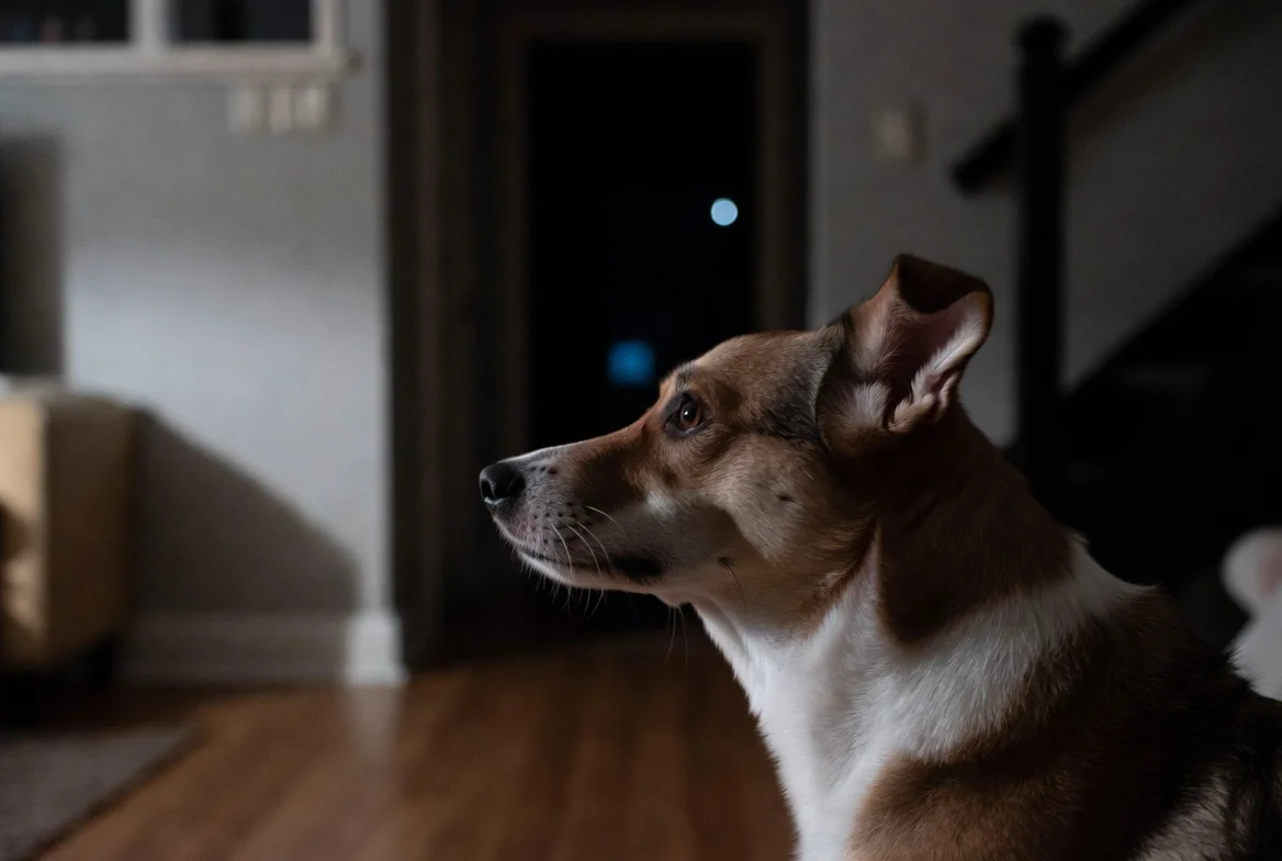 Dogs Barking at Night Spiritual Meaning & Symbolism