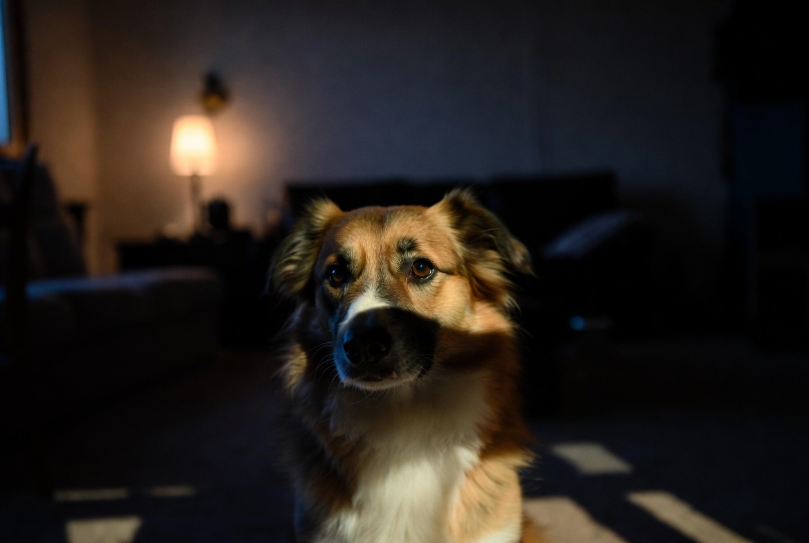 A dog looking toward a dark corner or empty space inside a home at night, as if sensing an invisible presence. Dim warm lighting, subtle shadows, and a spiritual, mysterious tone.