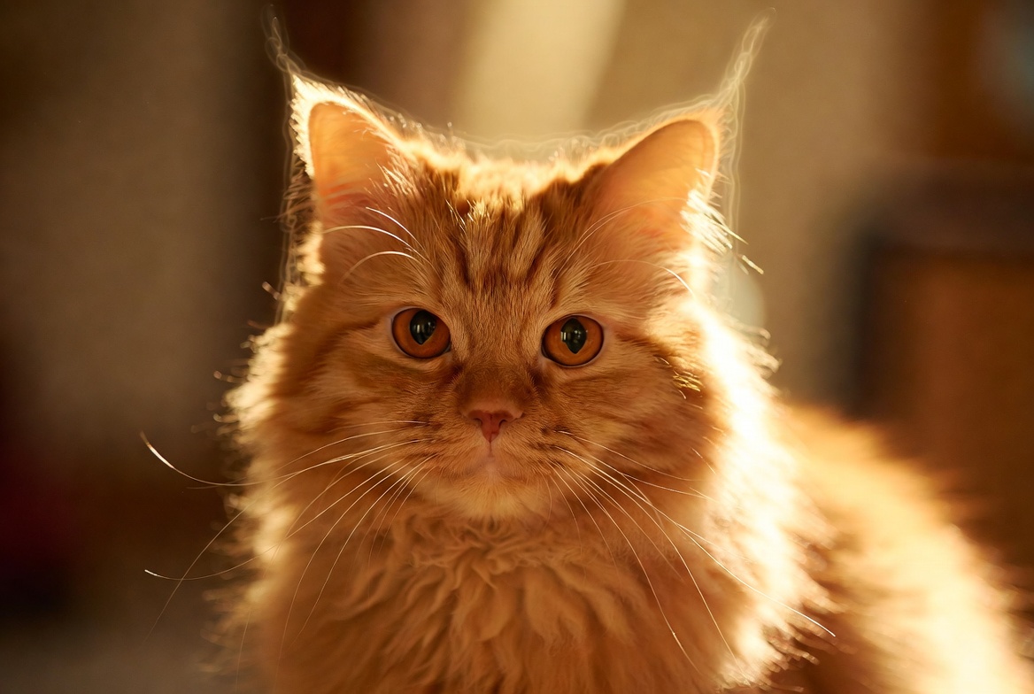 Orange Cat Symbolism