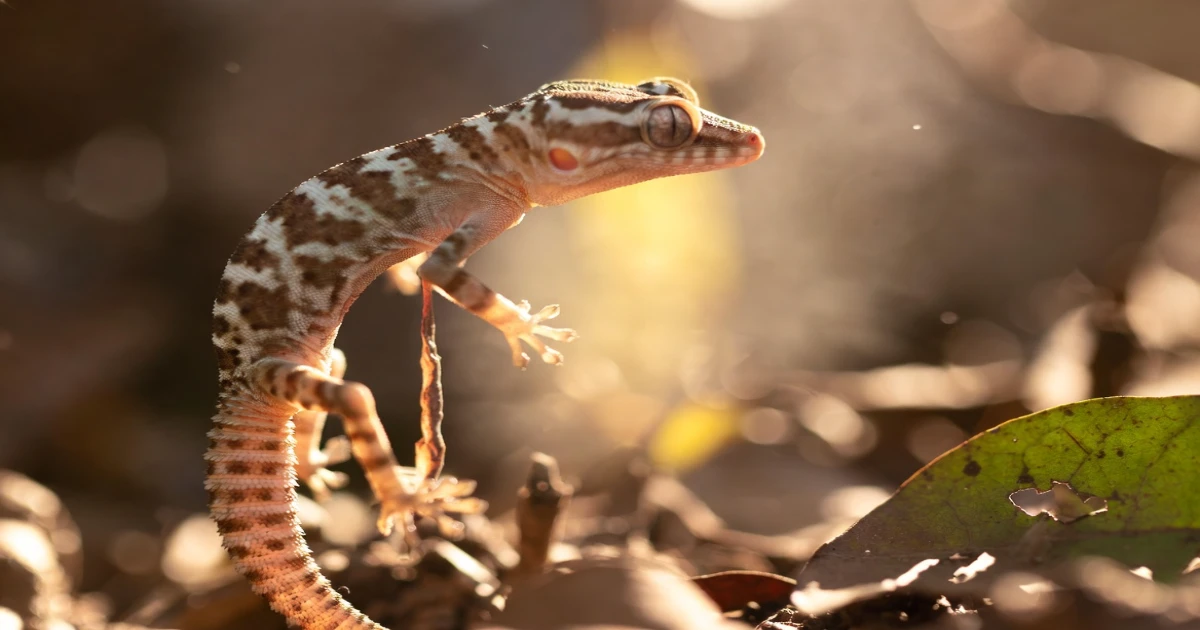 Gecko Spiritual Meaning