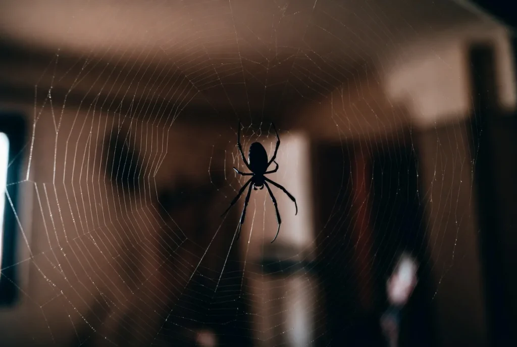 Black Spider Spiritual Meaning