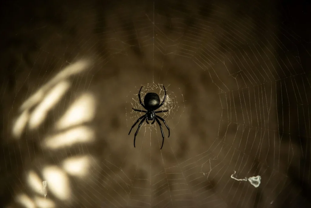 Black Spider Spiritual Meaning