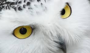 White Owl Meaning