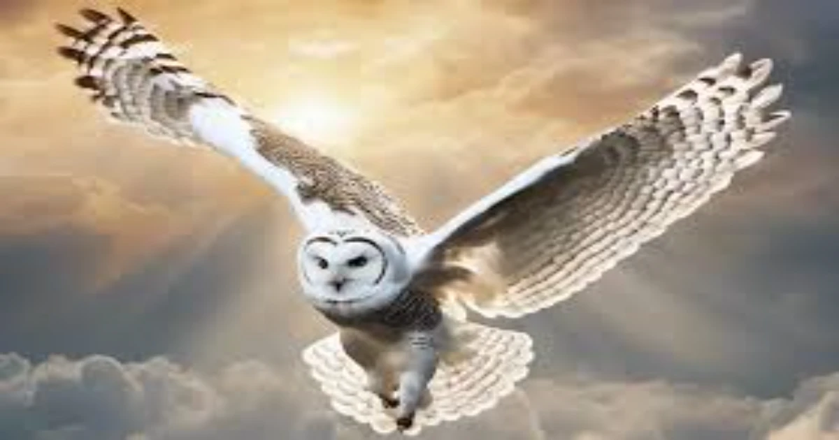 White Owl Meaning