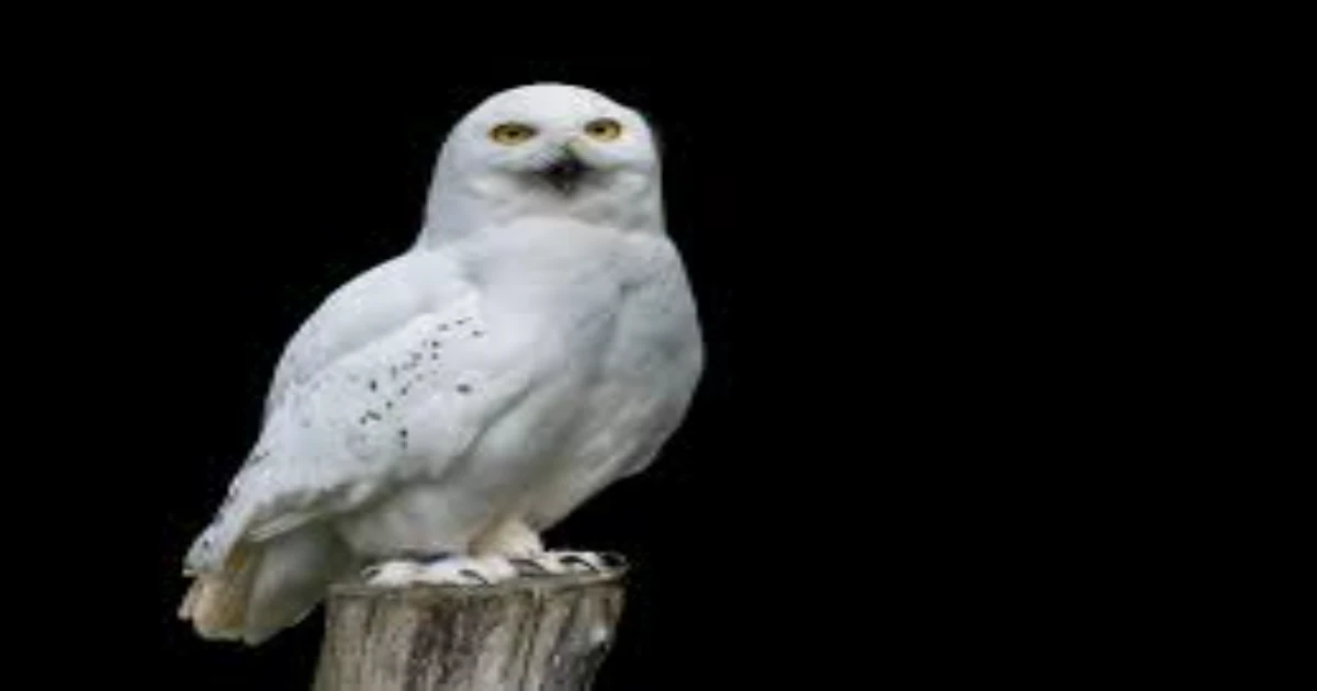 White Owl Meaning