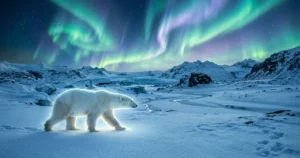 Bear Dream Meaning